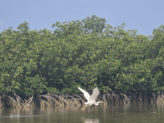 White bird flying over water in front of lush mangrove trees.
