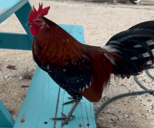 Rooster standing on blue picnic table outdoors, facing left.