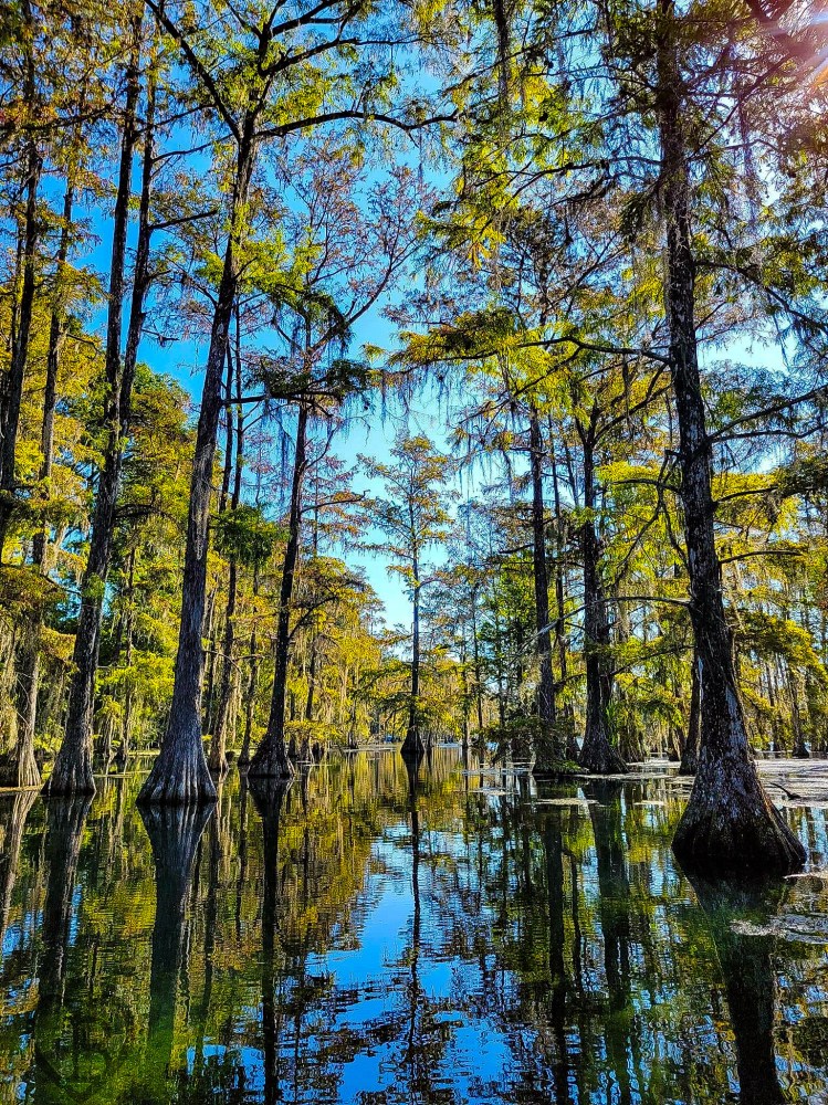 Cypress trees reflecting in a calm swamp under a clear blue sky.