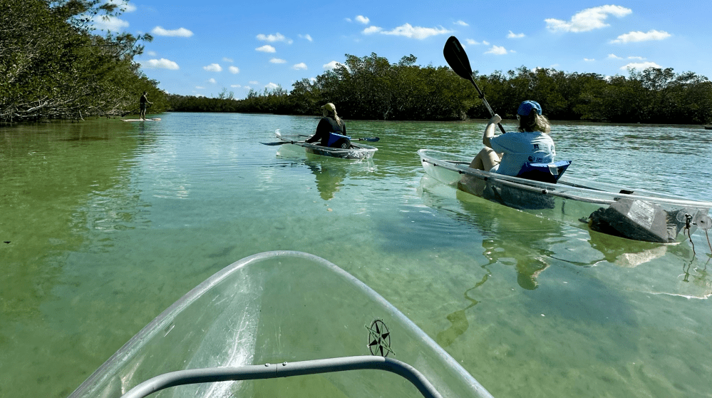 Two people kayaking in clear kayaks on calm, clear water with mangroves under a blue sky.