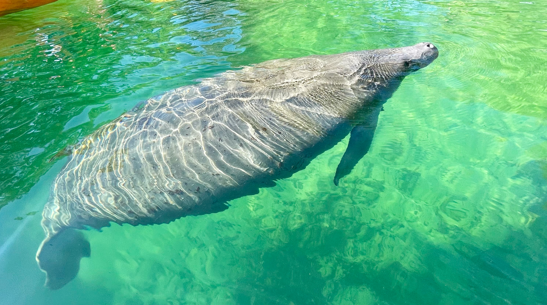 Manatee swimming in clear turquoise water, top view.
