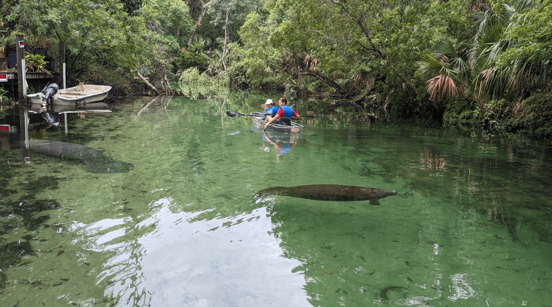 People kayaking on a river with manatees swimming nearby and lush greenery in the background.