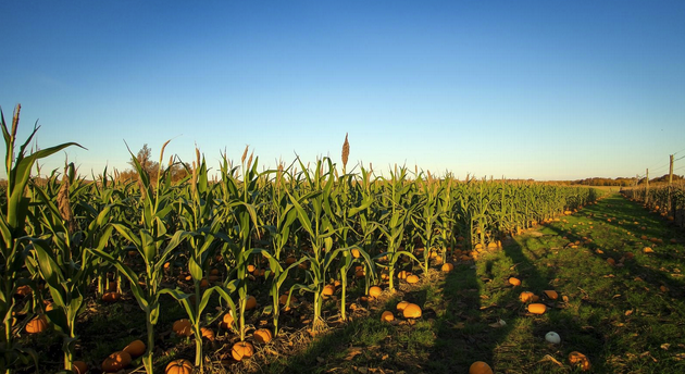 Cornfield with pumpkins on the ground under a clear blue sky.