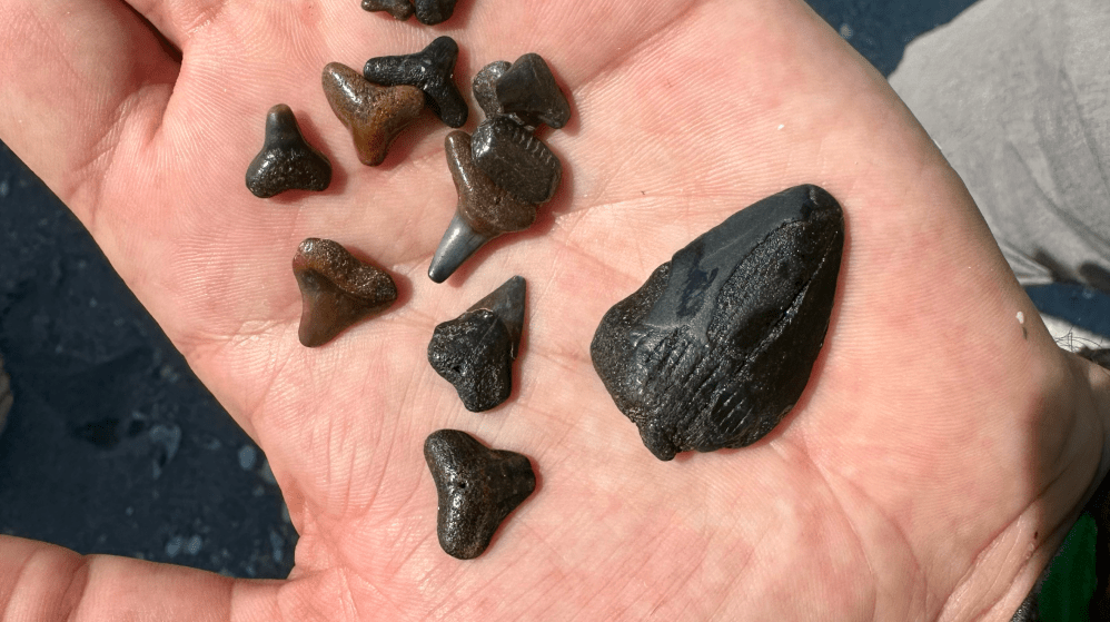 Open hand holding several small, dark fossilized shark teeth.