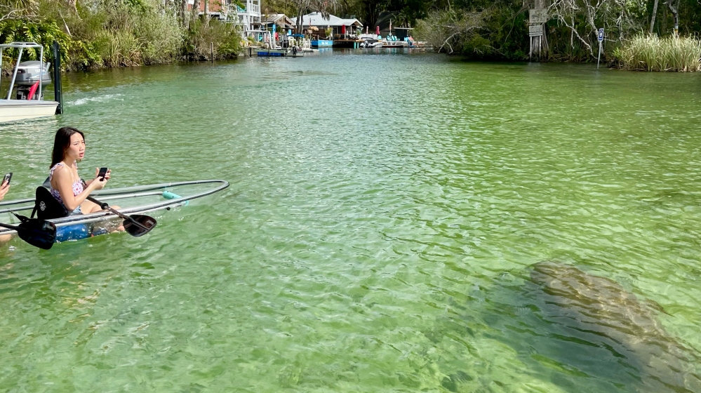 Two people in a clear kayak on green water with a visible manatee nearby.