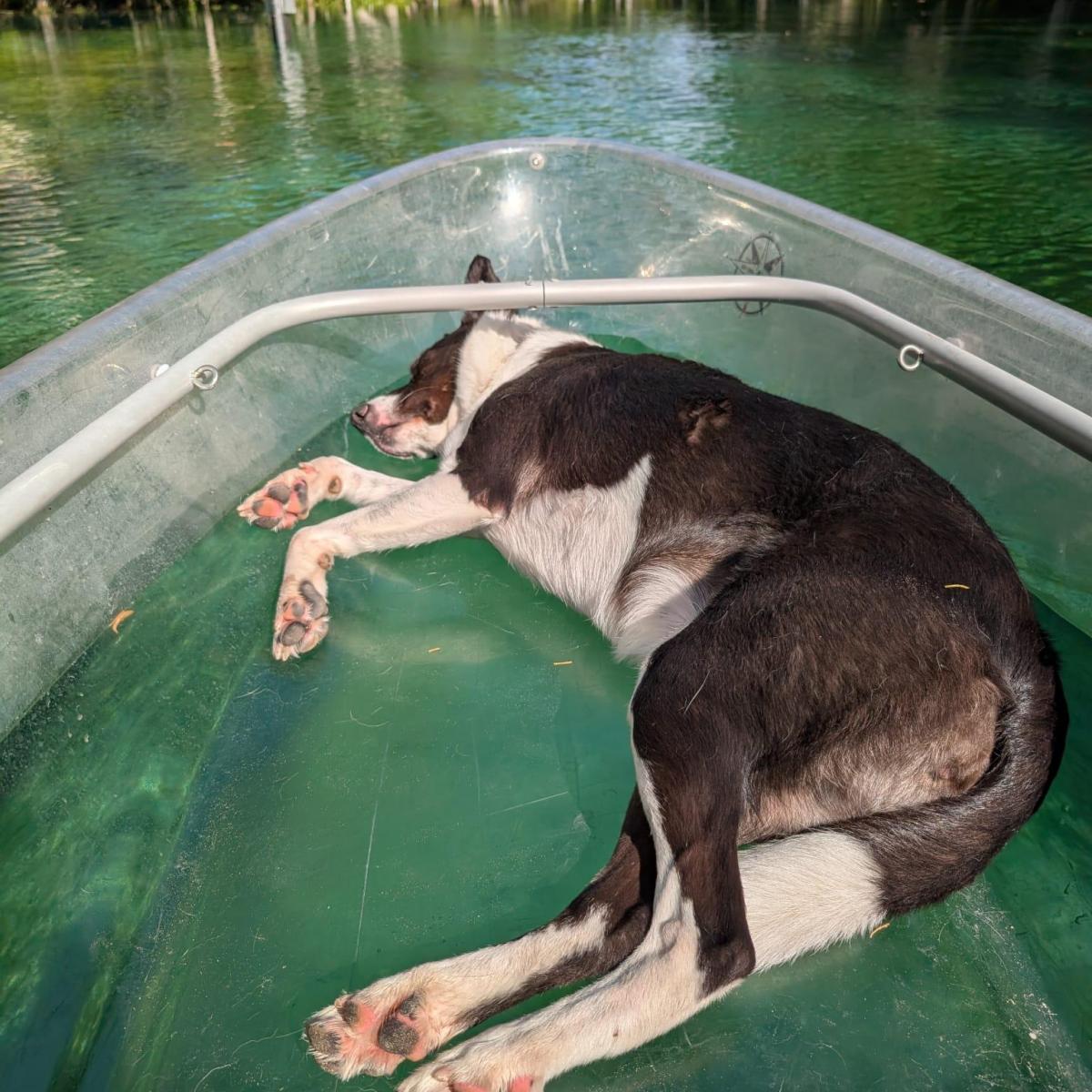 Dog sleeping on a clear boat in a green river surrounded by trees.
