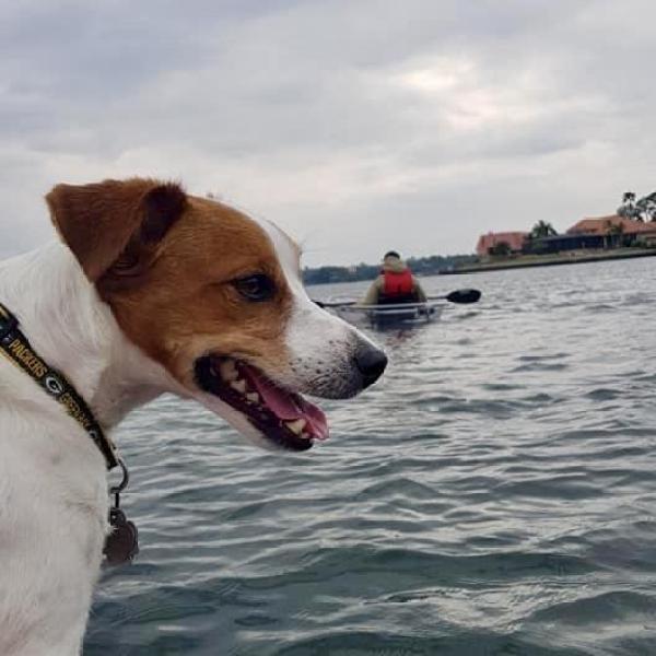 Dog on boat with kayaker in background on a cloudy day.