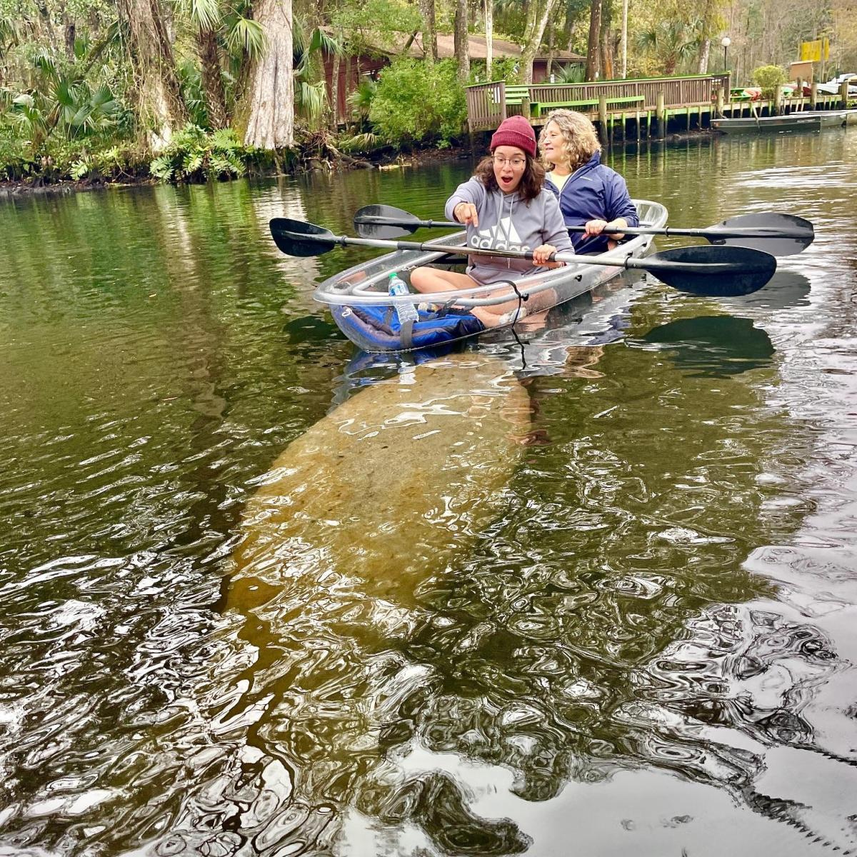 Two people in a see-through kayak above a manatee in a wooded river.