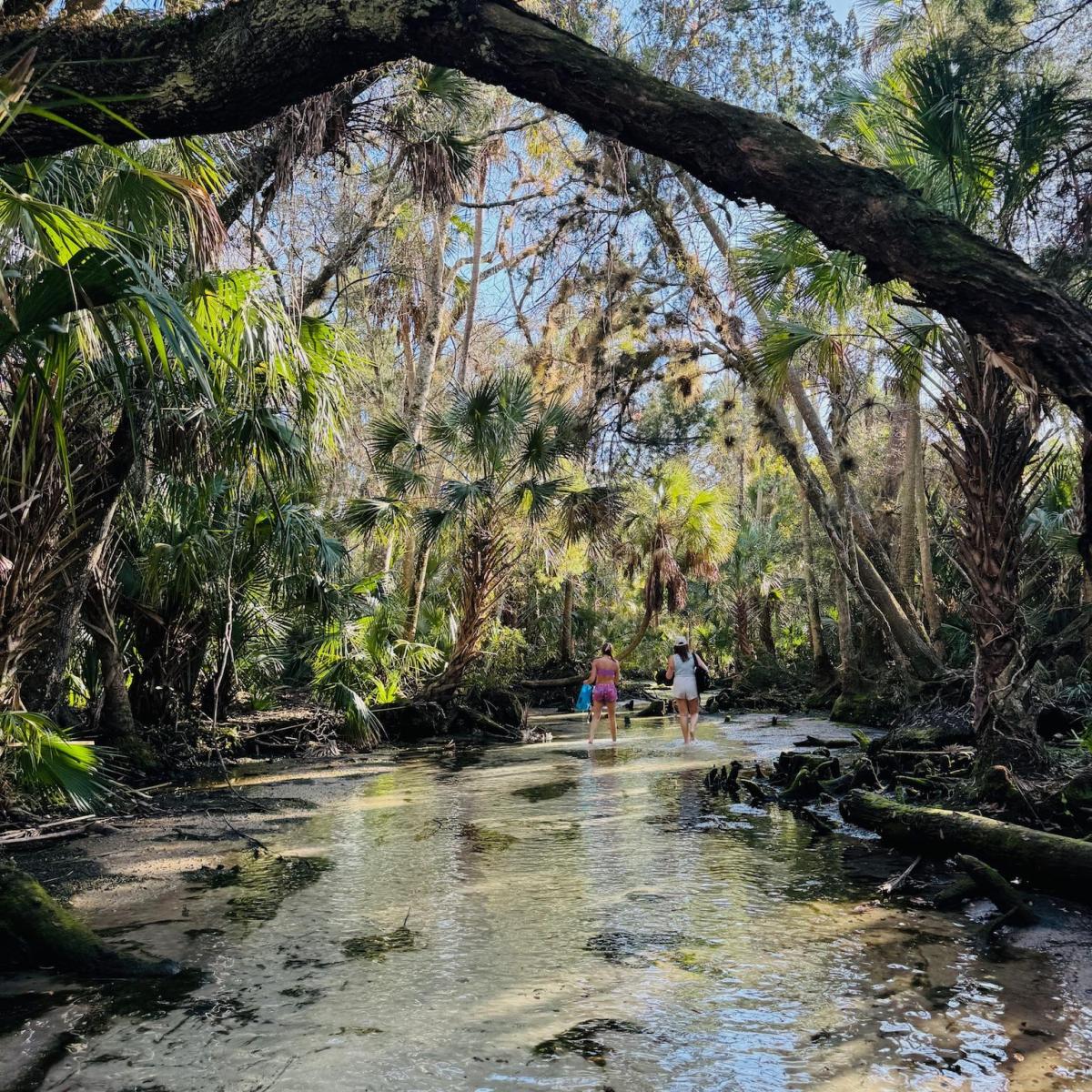 Two people walking through a tropical forest stream under a large tree branch.