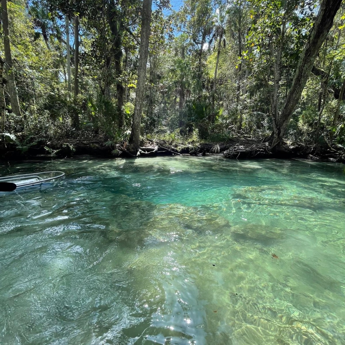 Clear water river with sunlight and lush green trees in a forest setting.