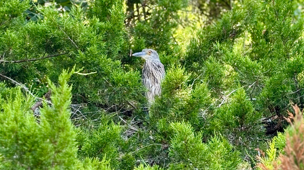 Bird hiding among dense green bushes and foliage.