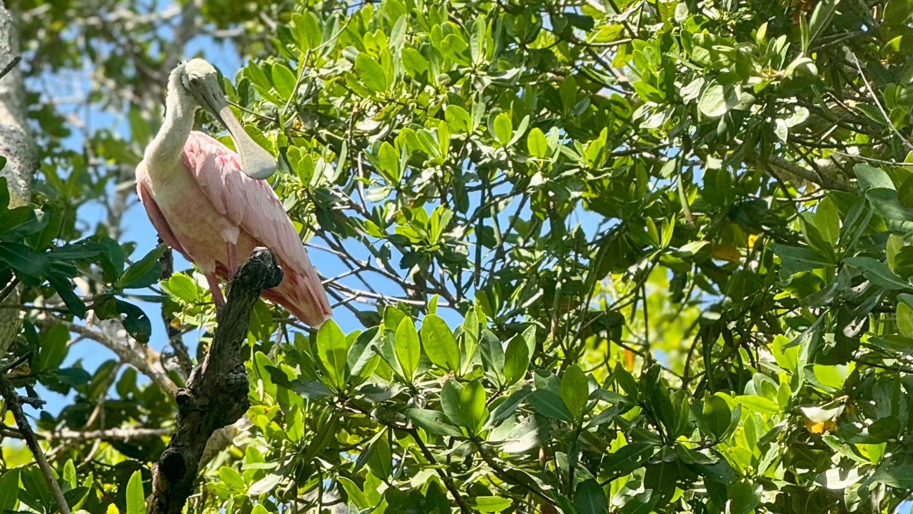 Pink bird with spoon-shaped bill perched on a tree branch amid green leaves.