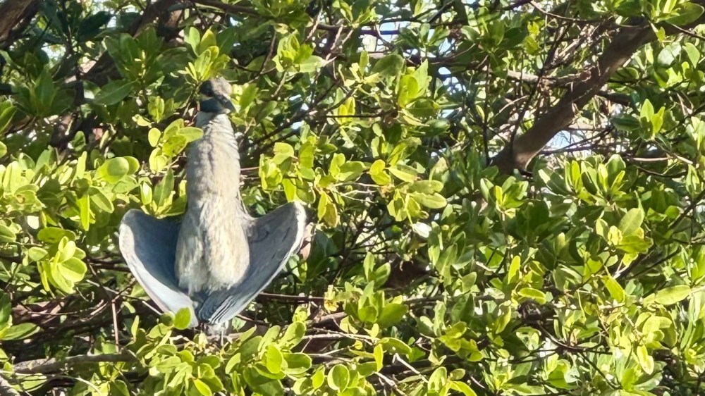 A bird perched in a tree with outstretched wings, surrounded by green leaves.