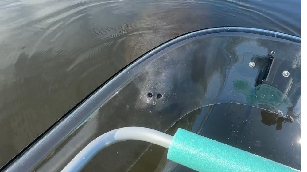 Manatee surface near transparent kayak with green foam paddle on calm water.