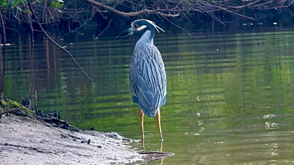 A heron standing in shallow water near a forested area.
