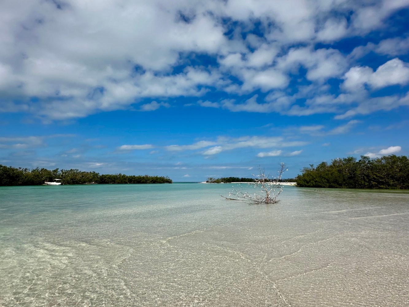 Shallow turquoise water with a tree branch, surrounded by trees and a partly cloudy sky.