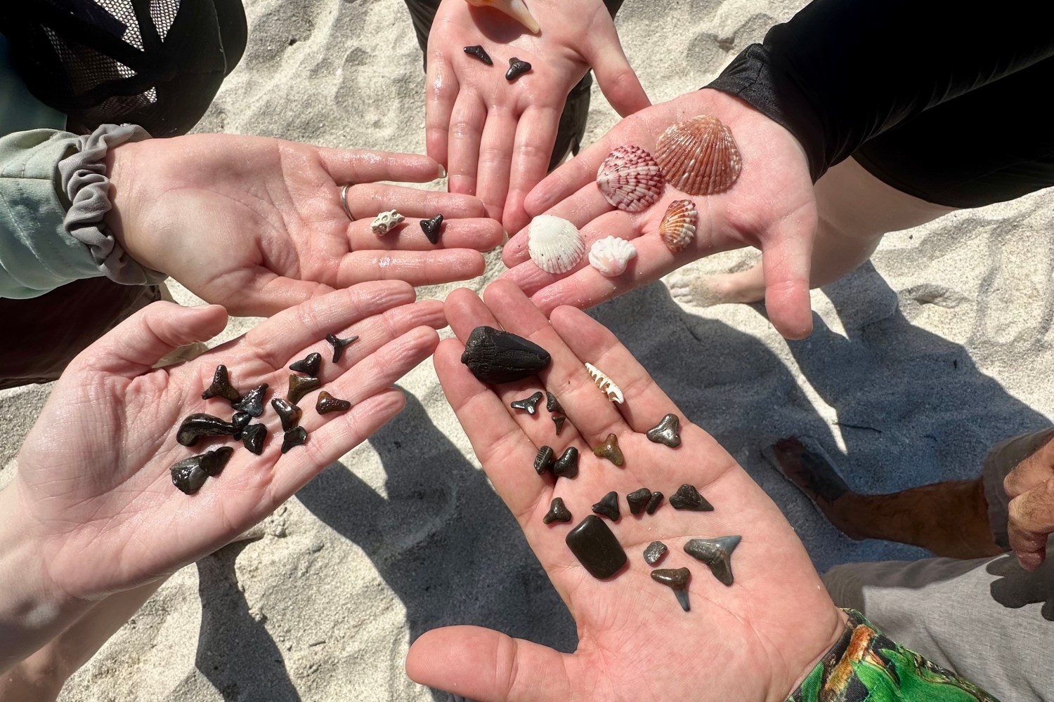 Five hands displaying various seashells and black shark teeth over sandy ground.