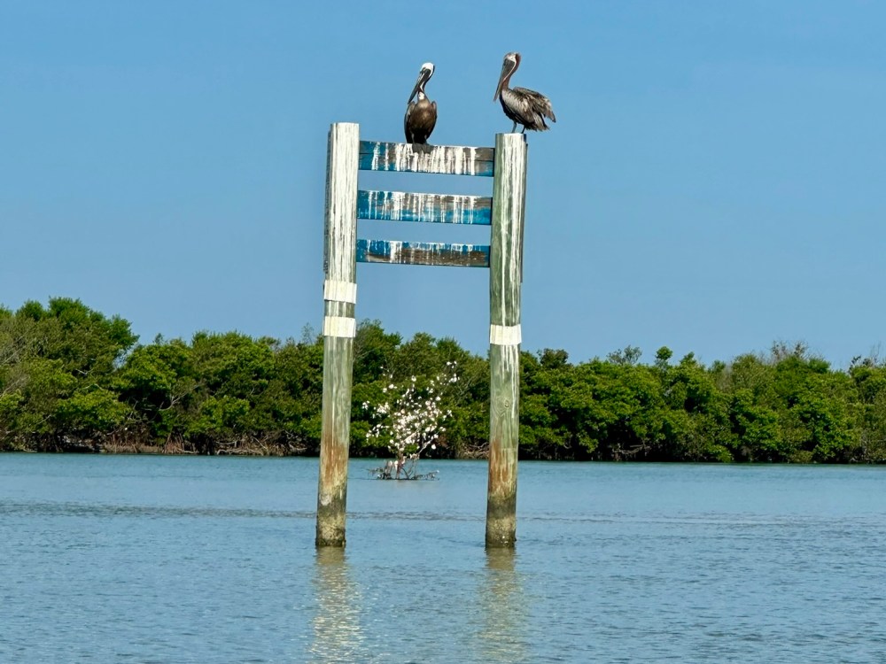 Two pelicans perched on a wooden signpost in water with trees in the background.