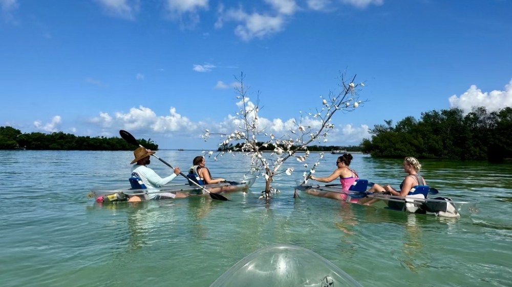 People kayaking near a shell-decorated tree in calm waters under a clear sky.