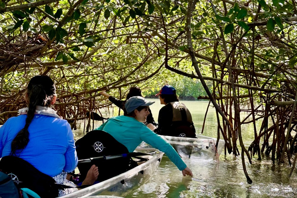 People kayaking through mangrove trees in clear kayaks on a sunny day.