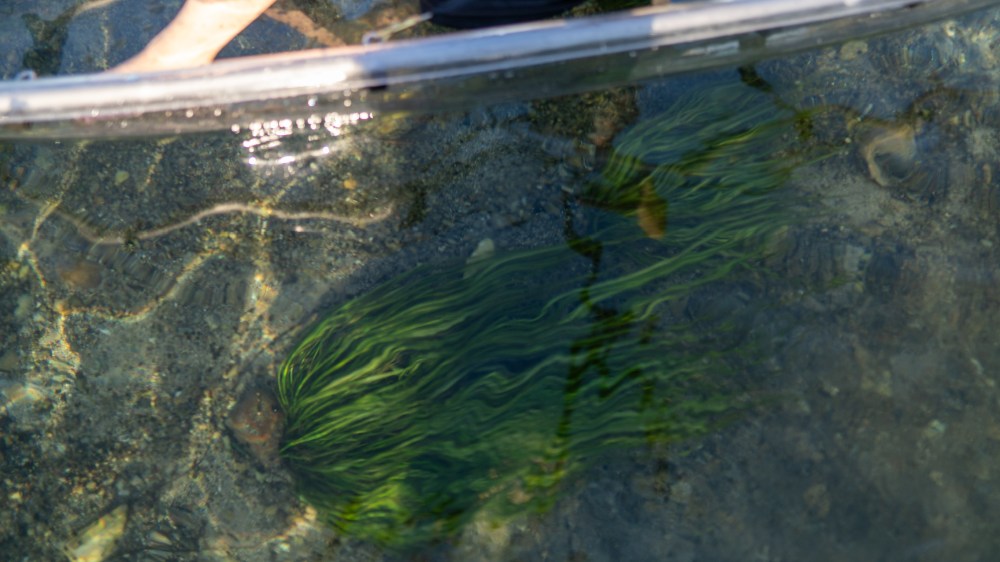 Underwater view through a glass bottom with green seaweed and person's foot visible.