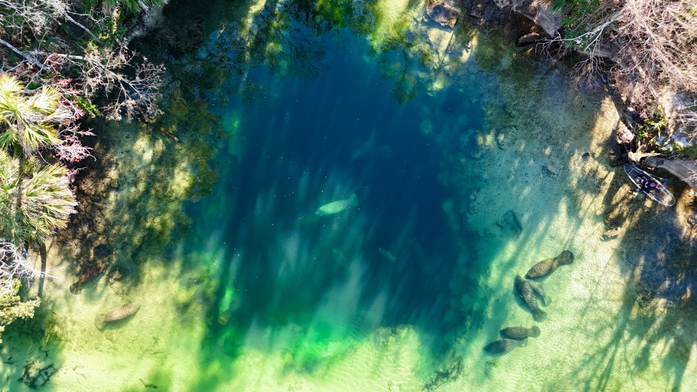 Aerial view of clear water with manatees and a kayak by a lush shoreline.