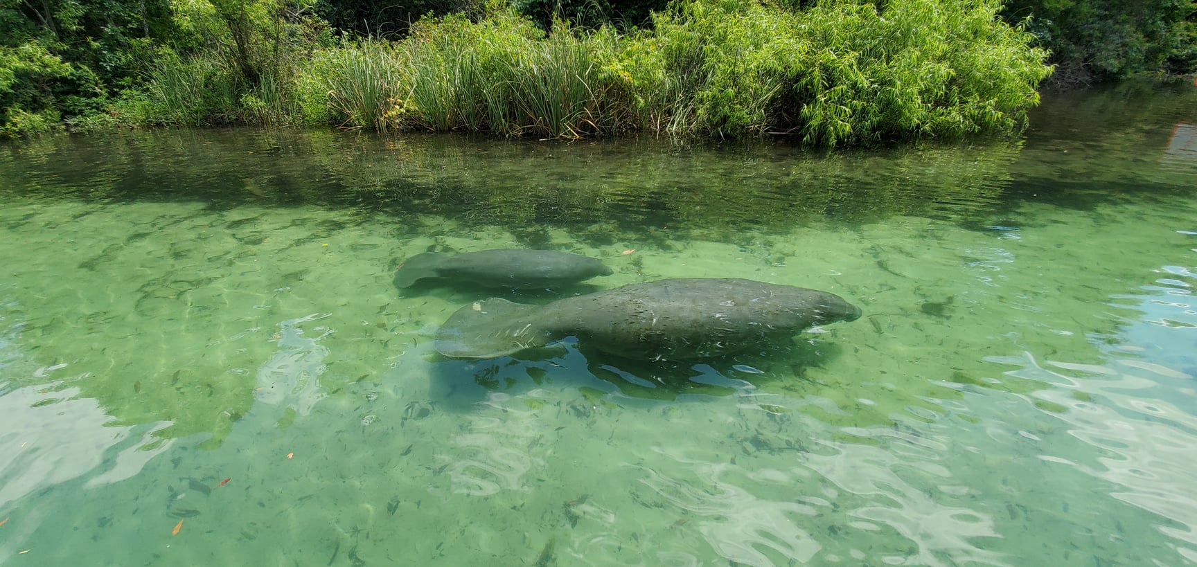 Two manatees swimming in clear, shallow water with lush green vegetation on the banks.
