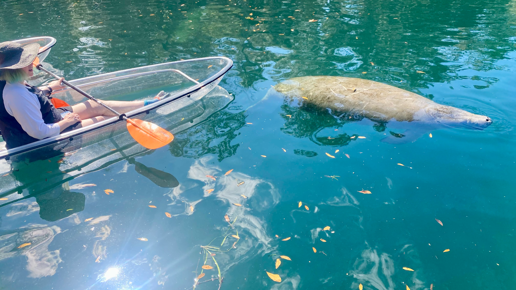 Person in transparent kayak paddling near a manatee in clear blue water.