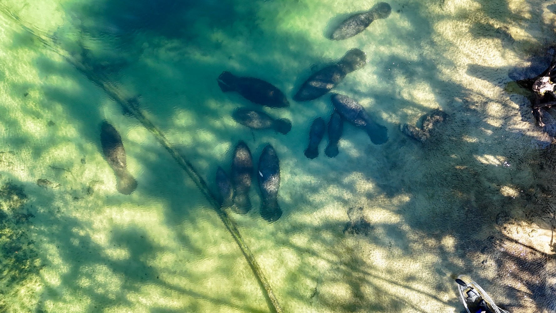 Several manatees swimming in clear, shallow water with tree shadows.