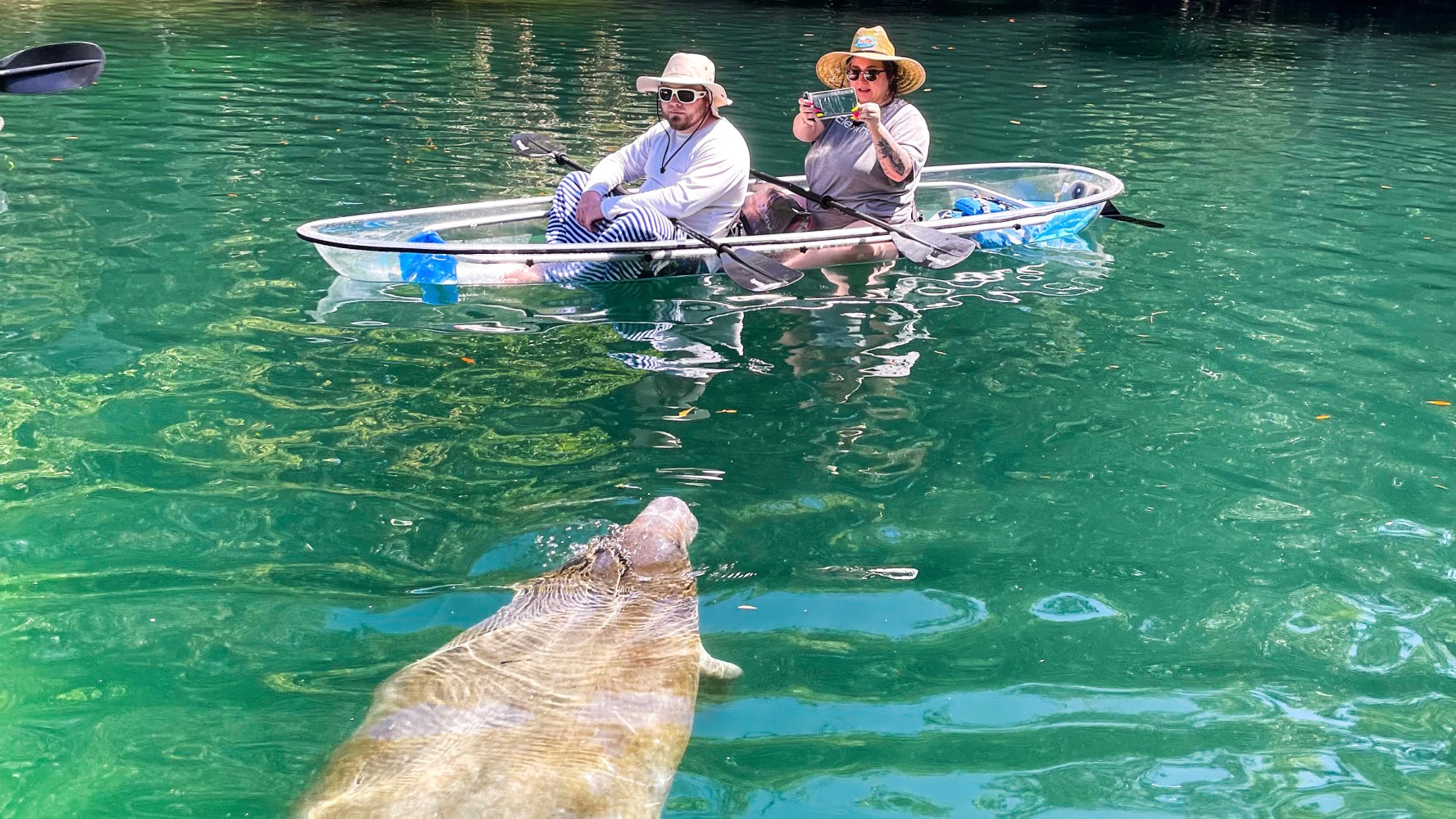 Two people in a clear kayak photograph a manatee in a green river.