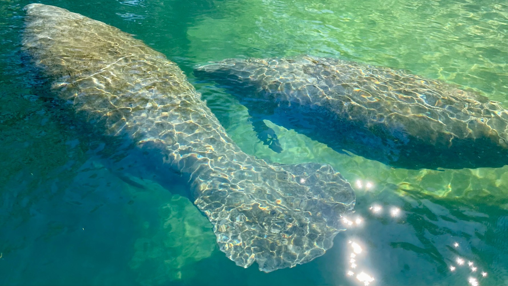 Two manatees swimming underwater in clear, sunlit water.