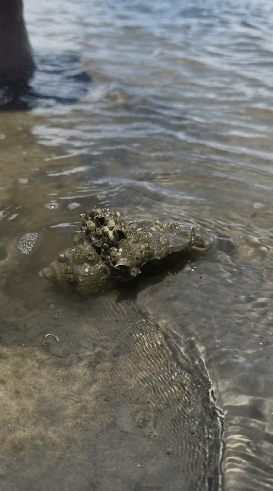 Rock with barnacles in shallow water and sand
