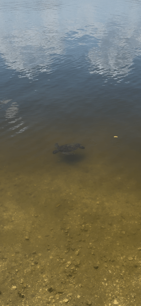 Turtle swimming in clear, shallow water with cloudy sky reflection above.