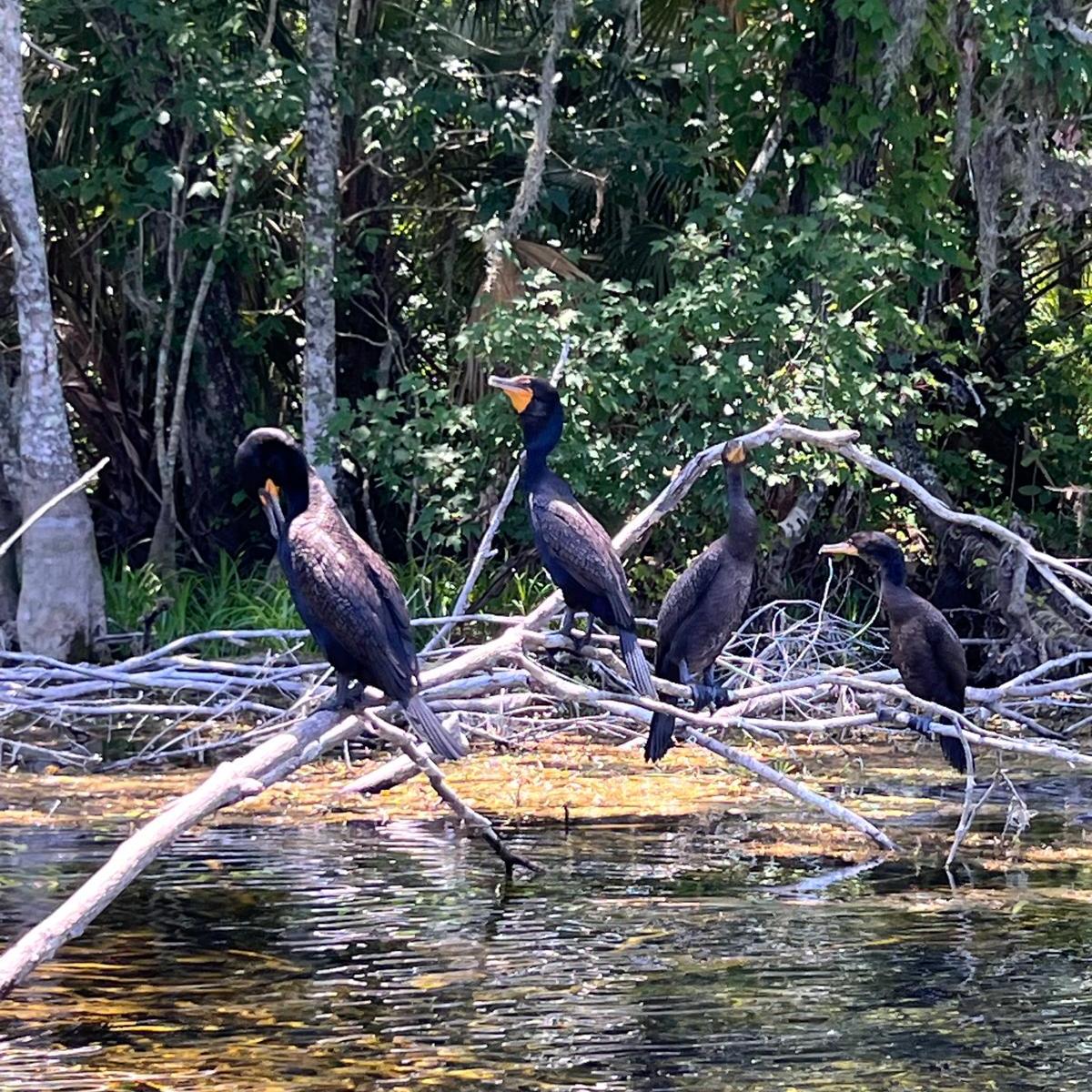 Three black birds perched on a branch over a calm, reflective water body.