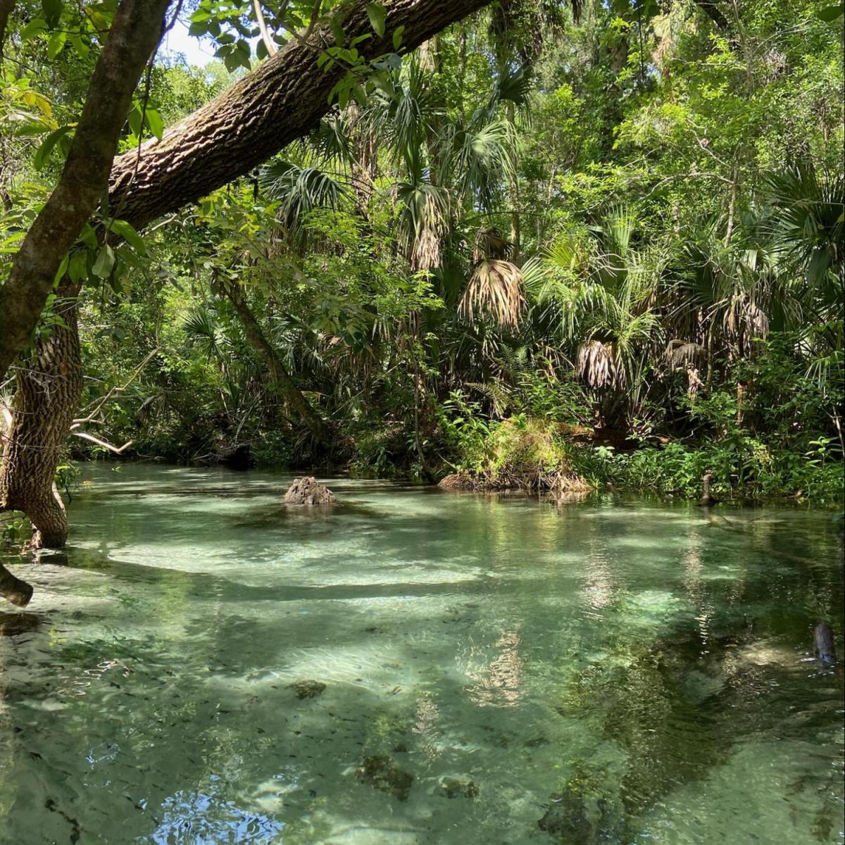 Clear stream with lush green trees and a fallen log across the water.