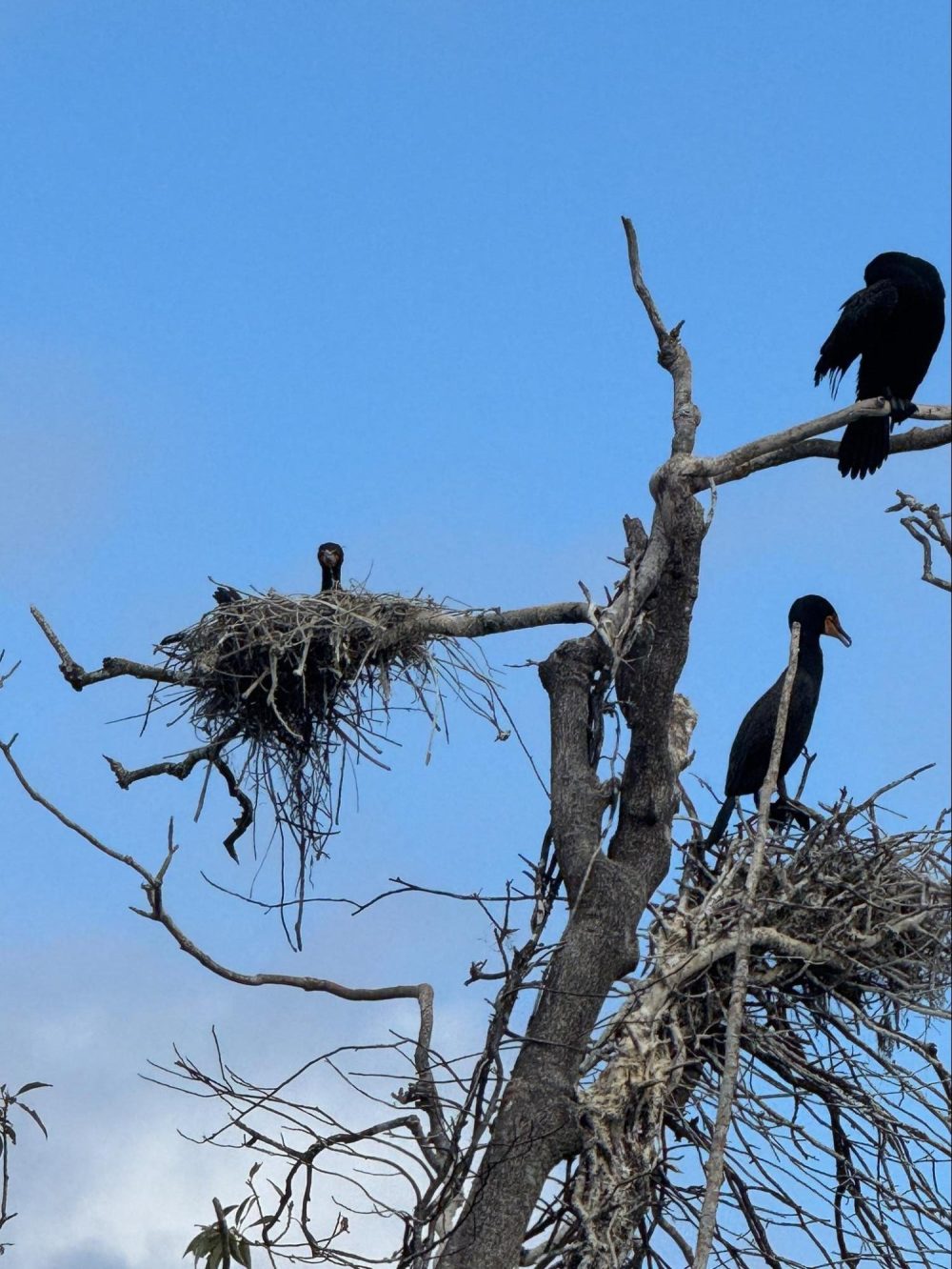 Birds perched on a tree with nests against a clear blue sky.