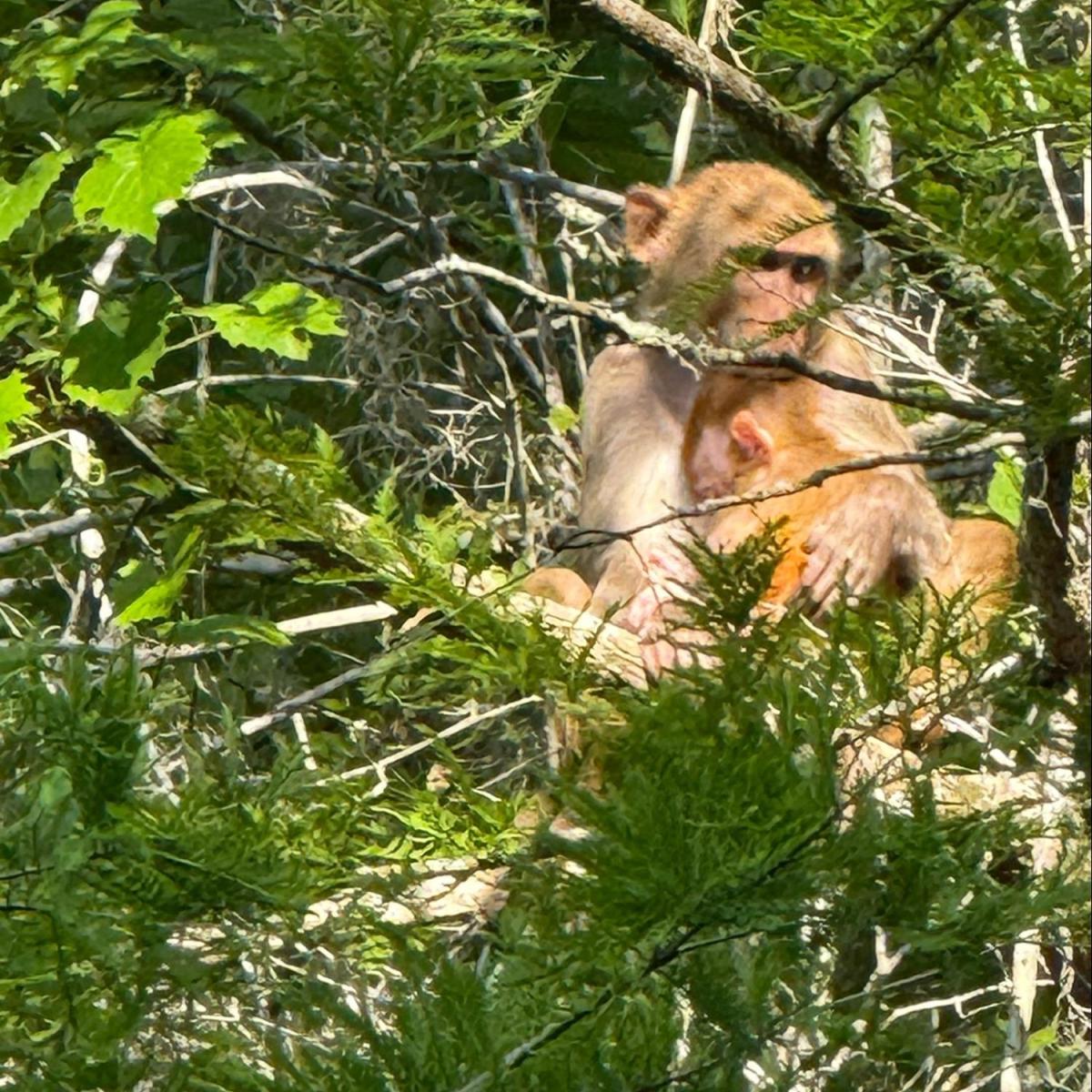 A monkey holding a baby monkey in a dense green forest.