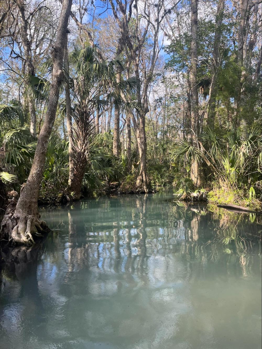 Tranquil river in a lush forest with tall trees and clear blue sky.