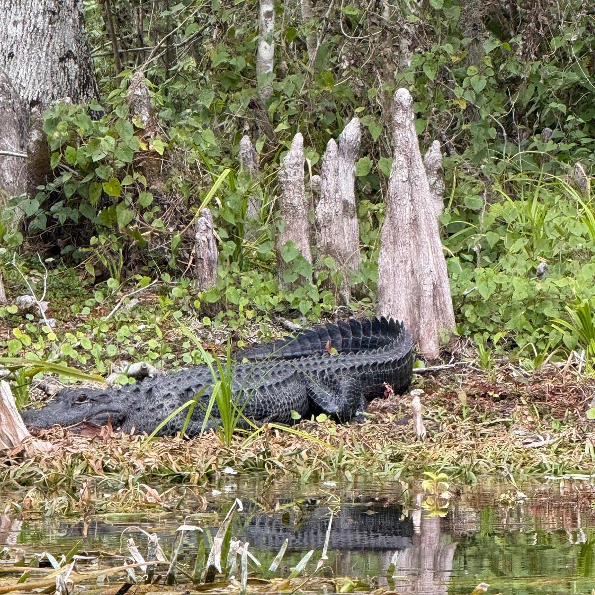 Alligator resting on riverbank with trees and vegetation in background.