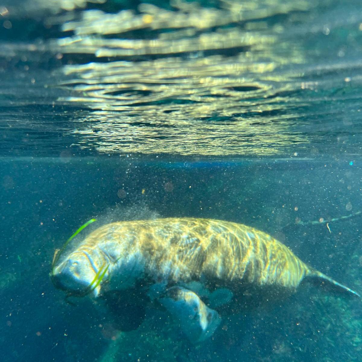 Underwater view of a manatee swimming with a calf in clear blue water.