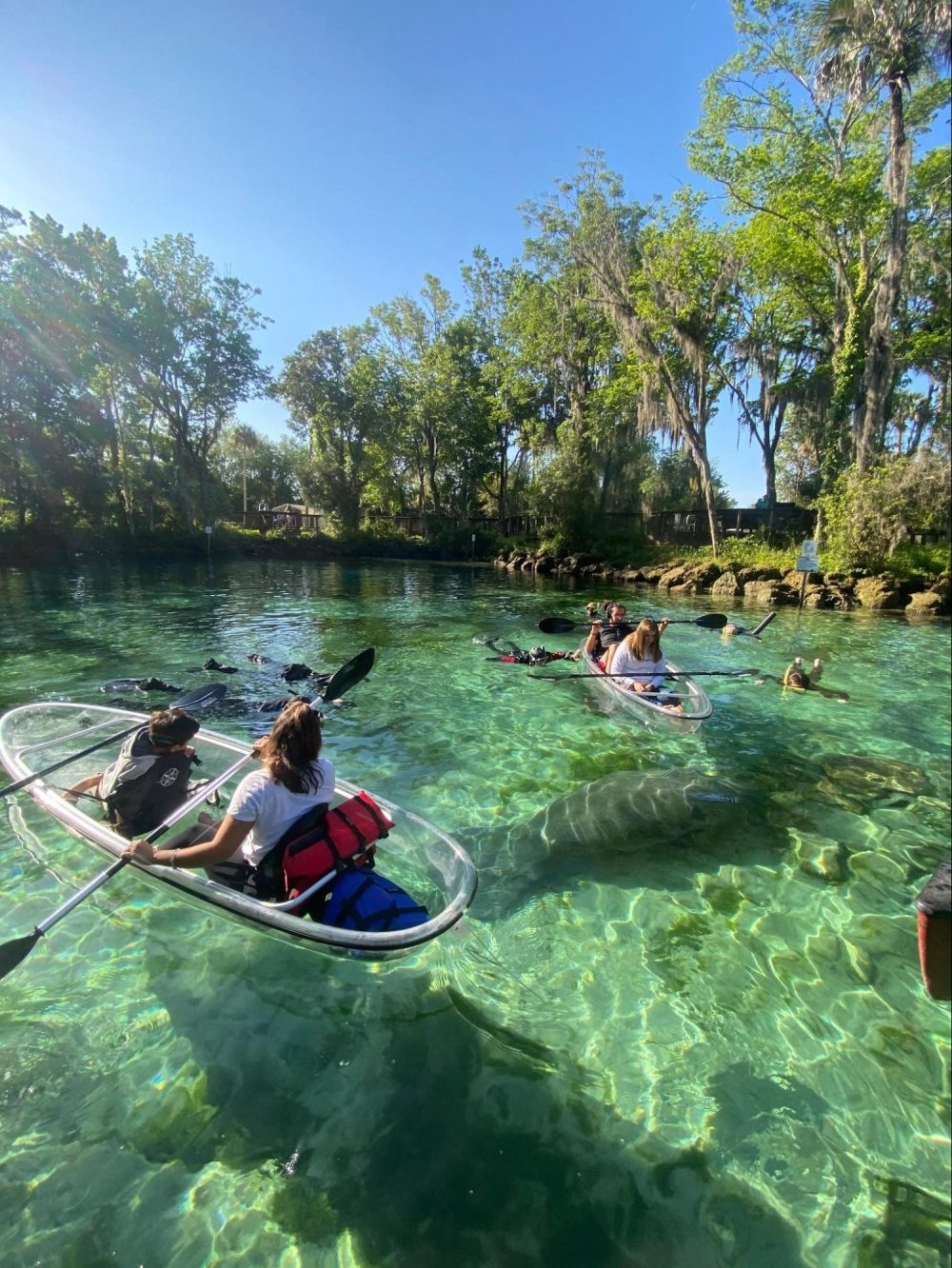 People kayaking on clear water with manatees below, surrounded by lush greenery.