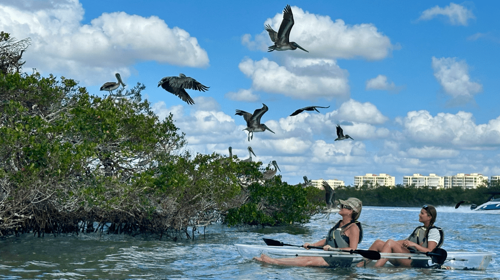 Two people kayaking near mangroves with pelicans flying overhead on a sunny day.