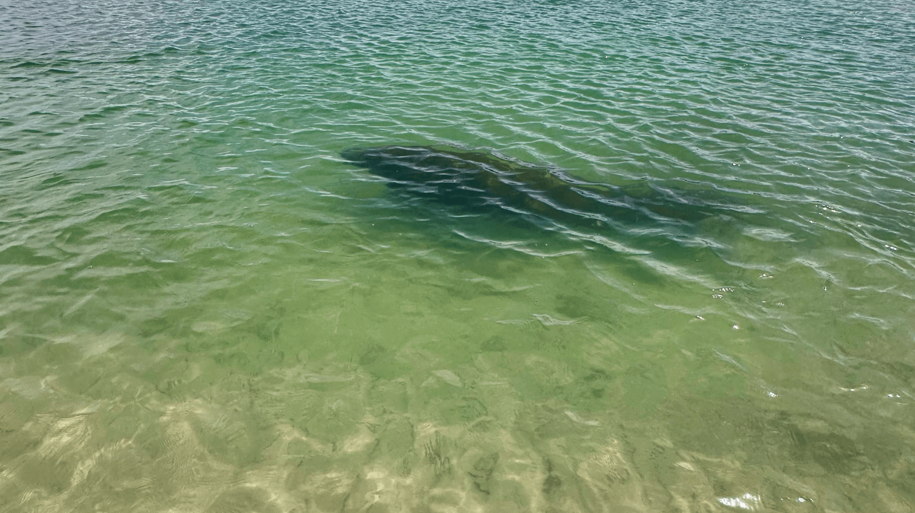 Shadow of a large fish visible beneath clear green water near the surface.