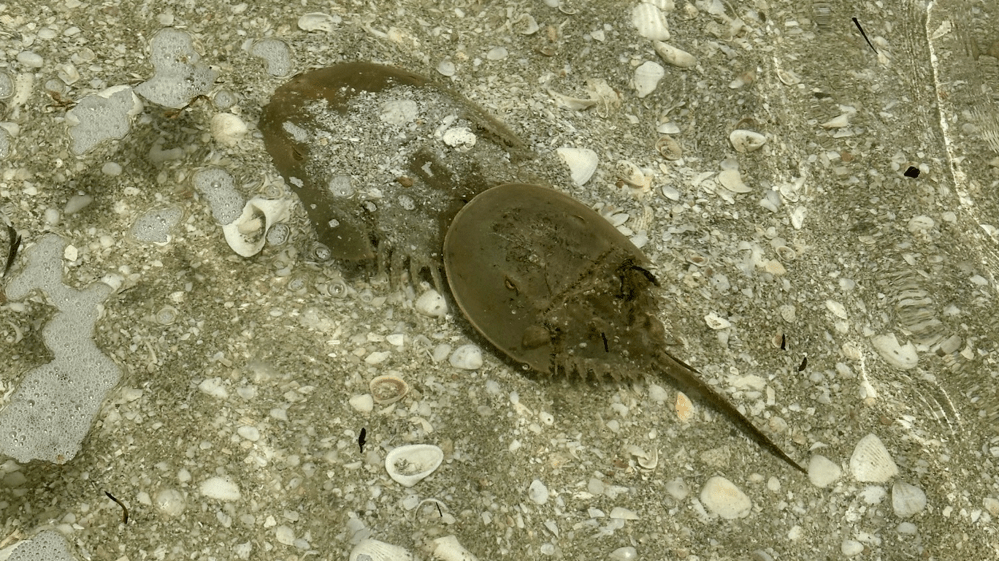 Horseshoe crab partially submerged in shallow water with shells on the sandy bottom.