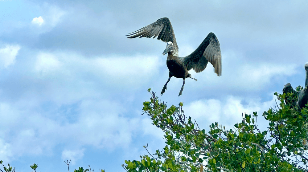 Bird landing on treetop with a cloudy sky background.