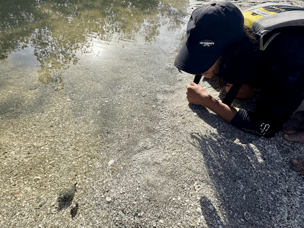 Person observing a small turtle on rocky shore near water.