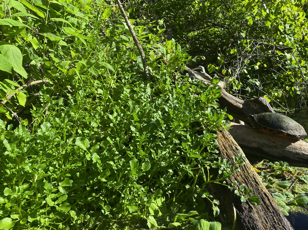 Turtle on a fallen log surrounded by lush green leaves and plants in bright sunlight.