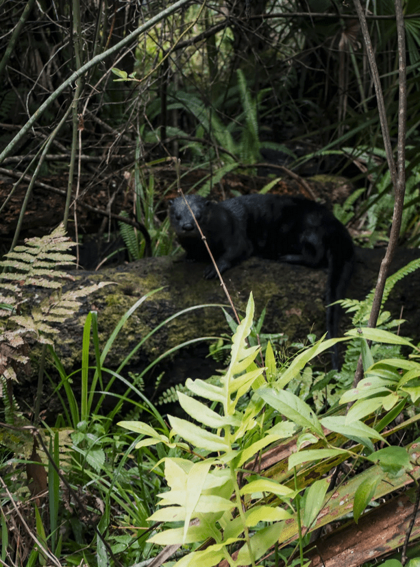 A black jaguar resting on a mossy log in a dense jungle environment.
