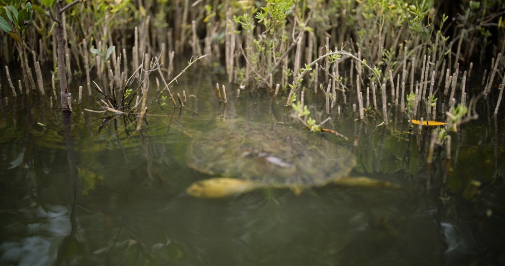 Turtle partially submerged in water surrounded by mangrove roots.