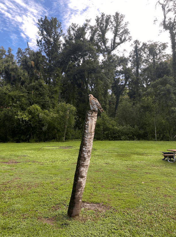 Hawk perched on a tilted tree trunk in a grassy field with forest in the background.